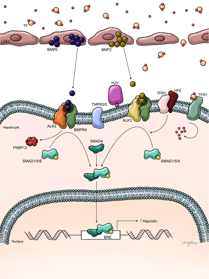 FIG. 2