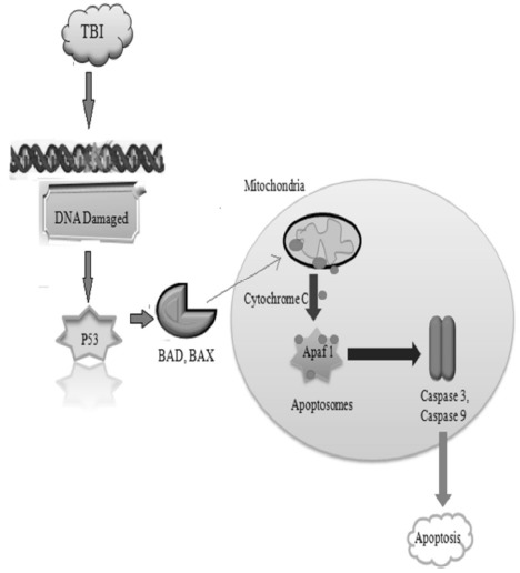 Fig. (6)