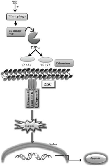 Fig. (3)