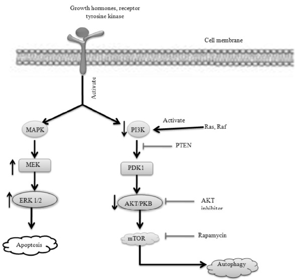 Fig. (8)