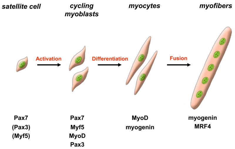 Skeletal muscle satellite cells and adult myogenesis - PMC