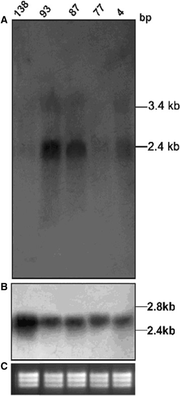 Figure 5