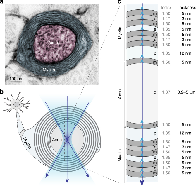 Fig. 1