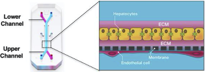 Figure 1