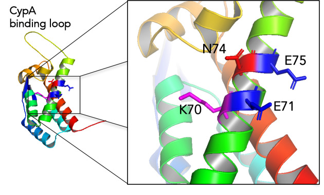 Figure 6—figure supplement 1.