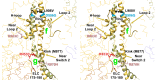Figure 3—figure supplement 2.