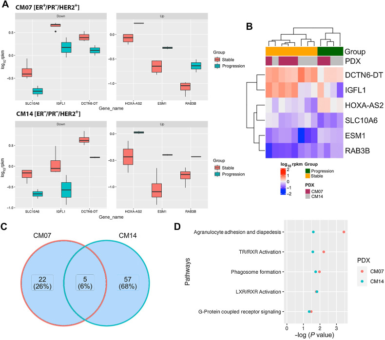 Figure 6. Common genes and pathways shared by both PDX models in progression vs. stable tumors. A, The 3 downregulated and 3 upregulated differentially expressed genes shared between both models. B, Heat map of the 6 differentially expressed genes shared between CM07 and CM14. C, The number of canonical pathways identified from each model and the number of pathways shared between both models. D, The 5 pathways that are shared between CM07 and CM14 progressing tumors.