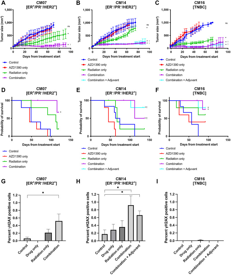 Figure 2. Effect of AZD1390 and IR on flank implanted PDX models. A–C, Tumor growth curves and (D–F) Kaplan Meier survival curves of the 3 CM PDX models, beginning at the first day of treatment. A and D, CM07 and (B and E) CM14 are HER2+ tumors, while (C and F) CM16 is a model of TNBC. Animals were treated with 2 mg/kg/day OD AZD1390 and/or 2 Gy/day of IR for 4 days. Adjuvant therapy included additional 21 days of 2 mg/kg/day AZD1390 post-radiation. Tumor growth curves were terminated when 50% of the animals have been euthanized. G–I, Quantification of γH2AX positive cells in the 3 CM PDX models at study endpoint. Error bars represent standard error. Asterisks (*) indicate whether the tumor size at 90 days was statistically significant (P < 0.05) compared with the control group, dagger (†) indicates significance when compared with radiation group.