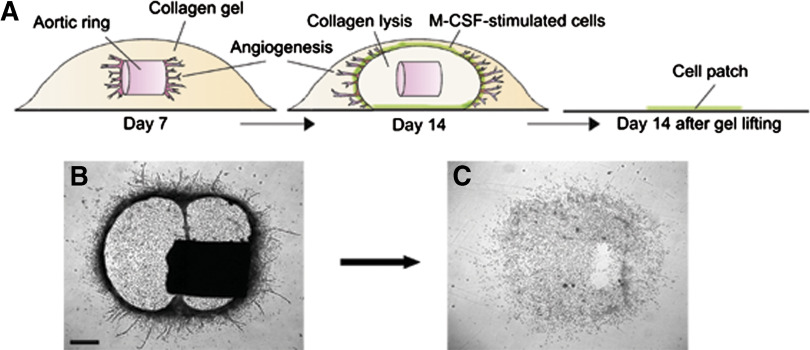 Figure 3.