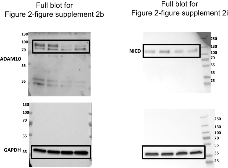 Figure 2—figure supplement 3.