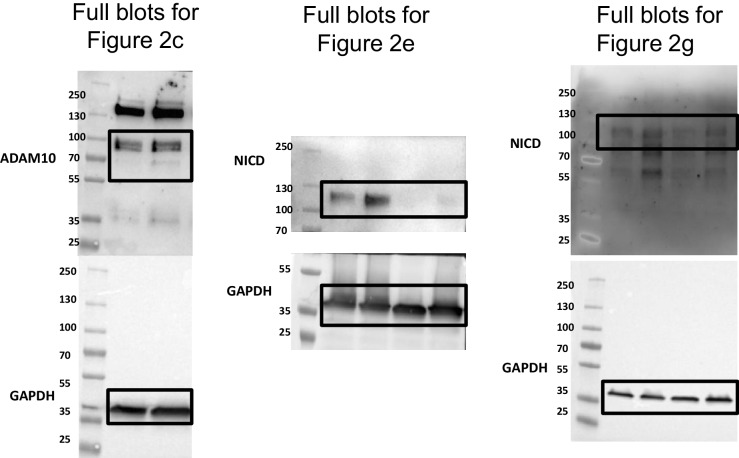 Figure 2—figure supplement 1.