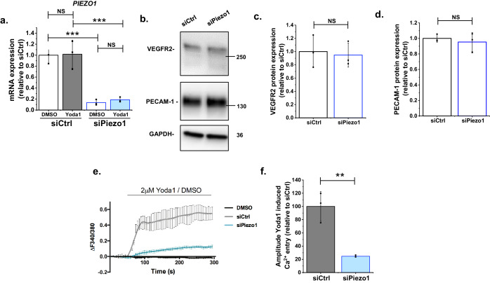 Figure 1—figure supplement 2.