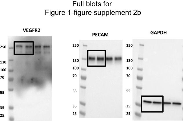 Figure 1—figure supplement 3.