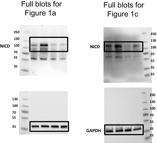 Figure 1—figure supplement 1.