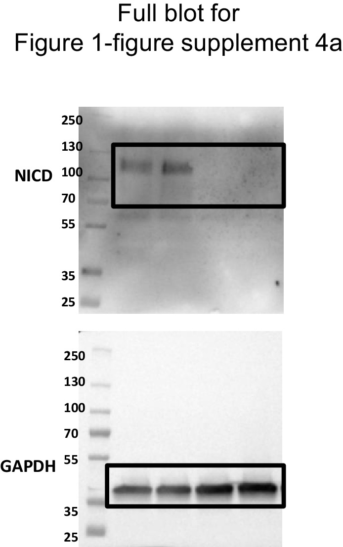 Figure 1—figure supplement 5.