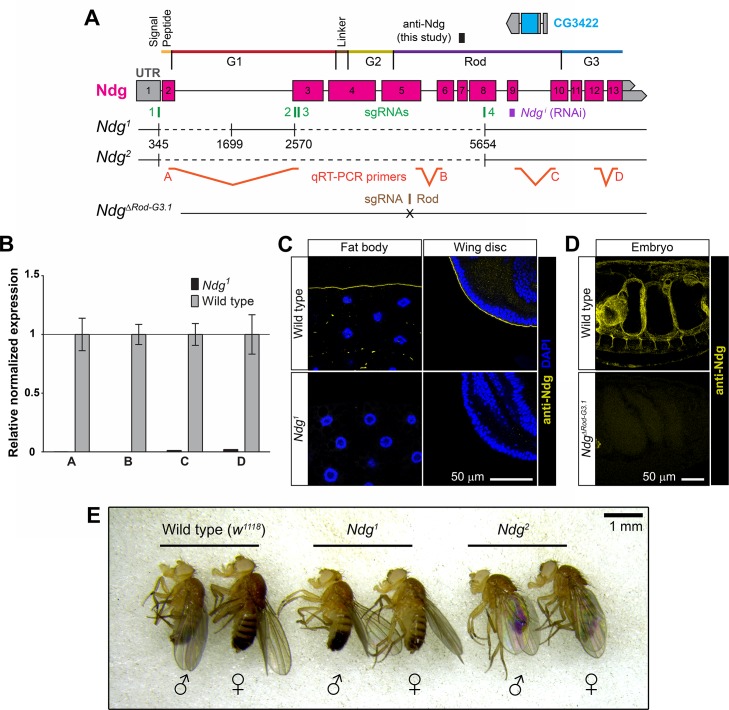 Fig 3