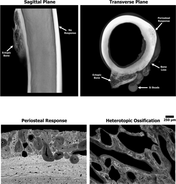 Unlabelled Image