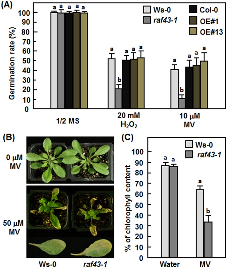 Fig 5