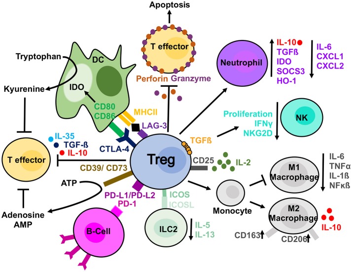 Past, Present, and Future of Regulatory T Cell Therapy in ...