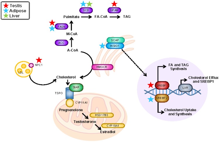 Figure 5: