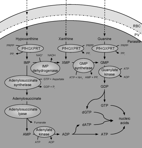 FIG. 2.