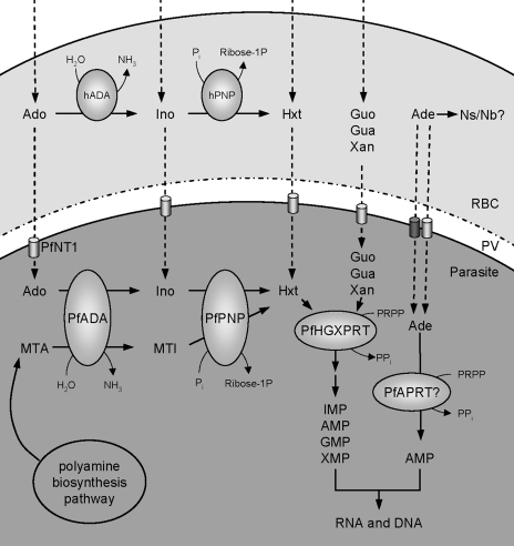 FIG. 1.