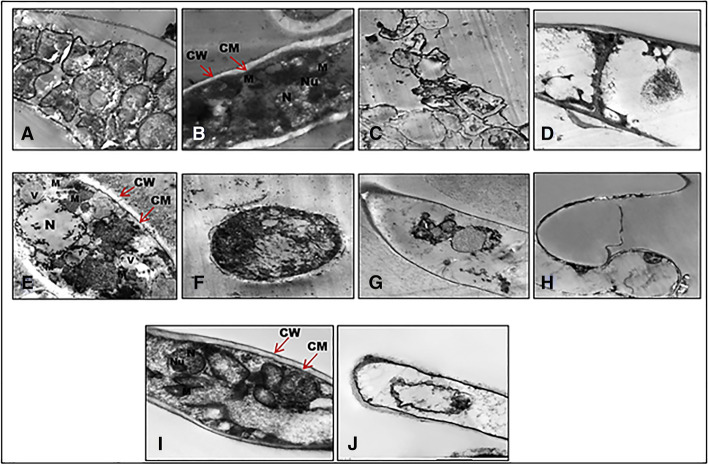 Fig. 5