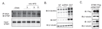 Figure 2—figure supplement 1.