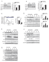 Figure 3—figure supplement 1.