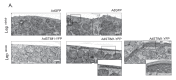 Figure 4—figure supplement 1.