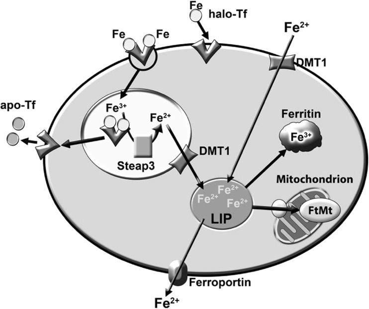 Fig. 3