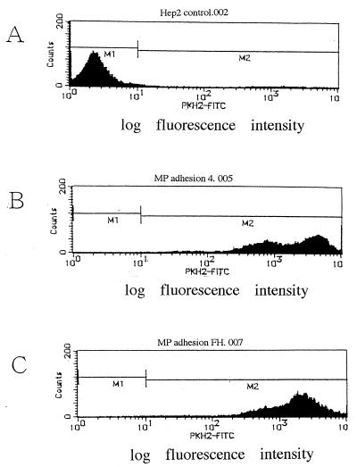 FIG. 2.