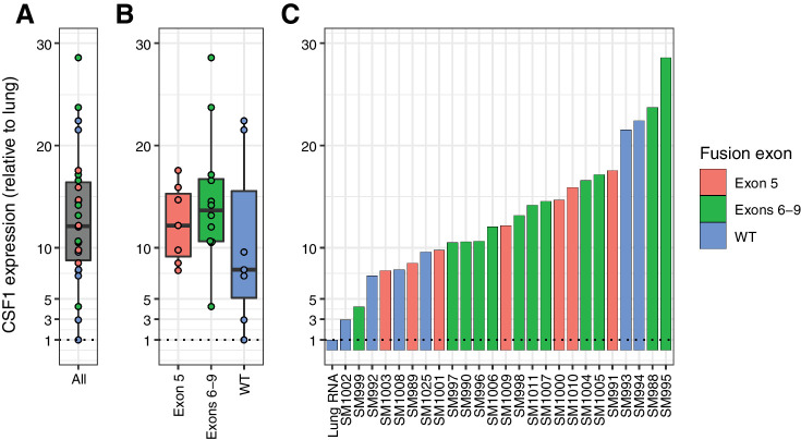 Figure 5. CSF1 RNA expression in TGCT relative to lung. Relative to the lung RNA control library, all 25 TGCT libraries had higher CSF1 expression; all 25 exceeded 2× lung CSF1 expression (A–C). There was no obvious expression difference between the distinct fusion categories. CSF1, colony-stimulating factor 1; SM, sample; TGCT, tenosynovial giant cell tumor; WT, wild-type.