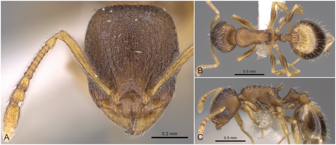 Fig 16