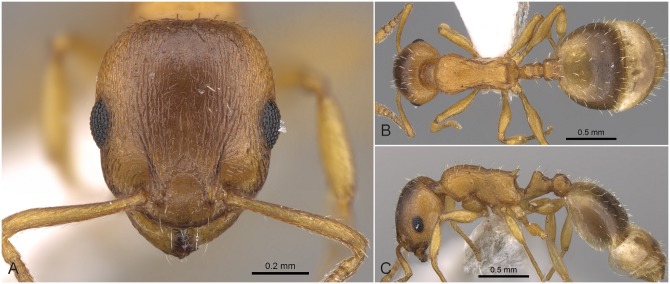 Fig 32