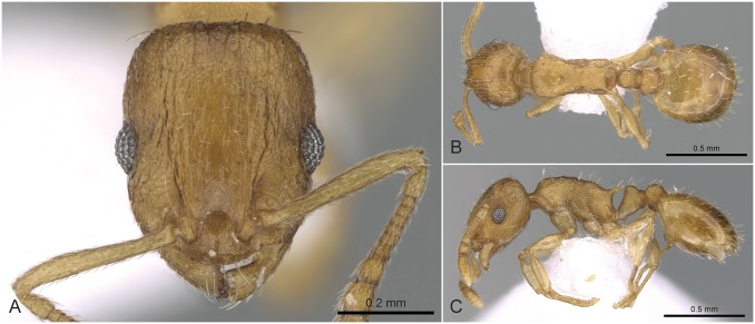Fig 13
