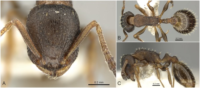Fig 33