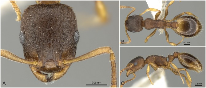 Fig 34