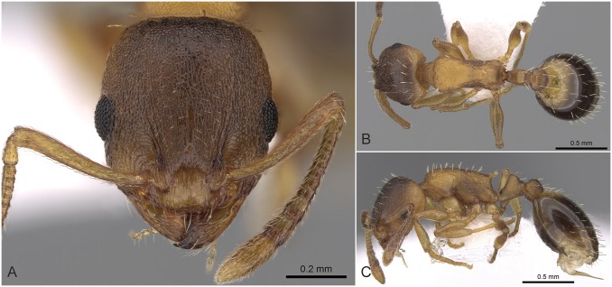 Fig 22