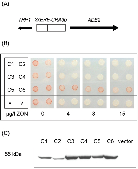 FIG. 1.