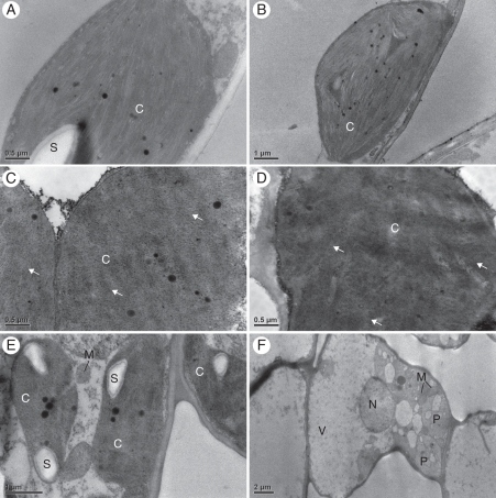 Fig. 5.