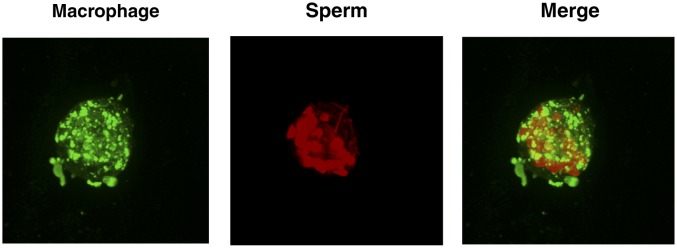 Figure 3—figure supplement 4.