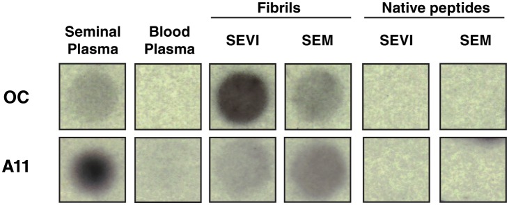 Figure 1—figure supplement 2.