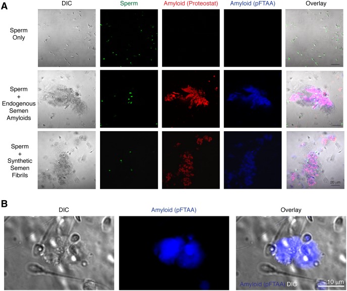 Figure 2—figure supplement 3.