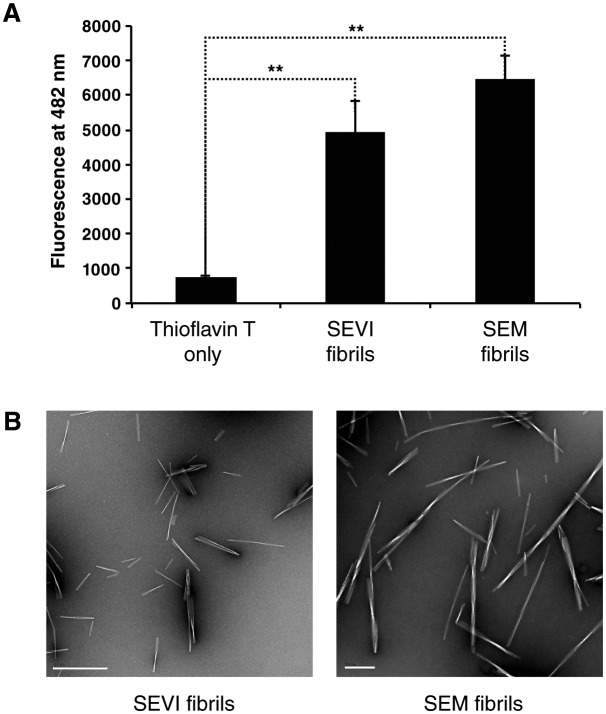 Figure 1—figure supplement 1.