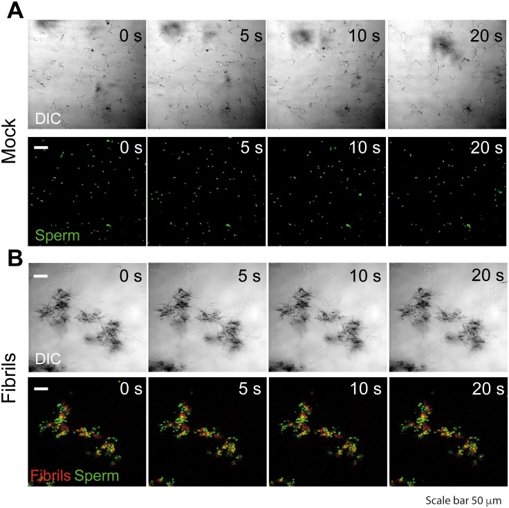 Figure 1—figure supplement 3.