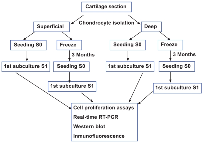 Fig. (1)