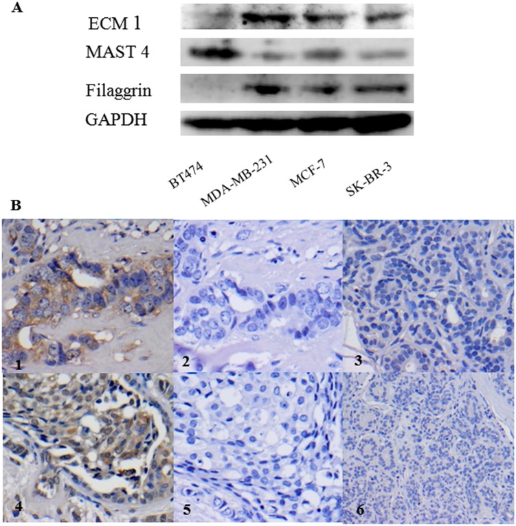 Fig 5