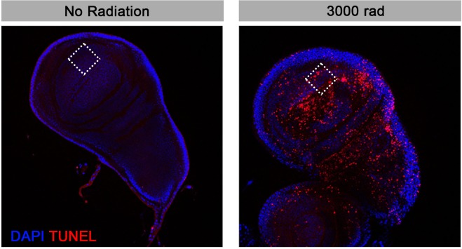 Figure 1—figure supplement 3.