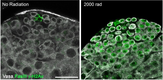 Figure 2—figure supplement 1.